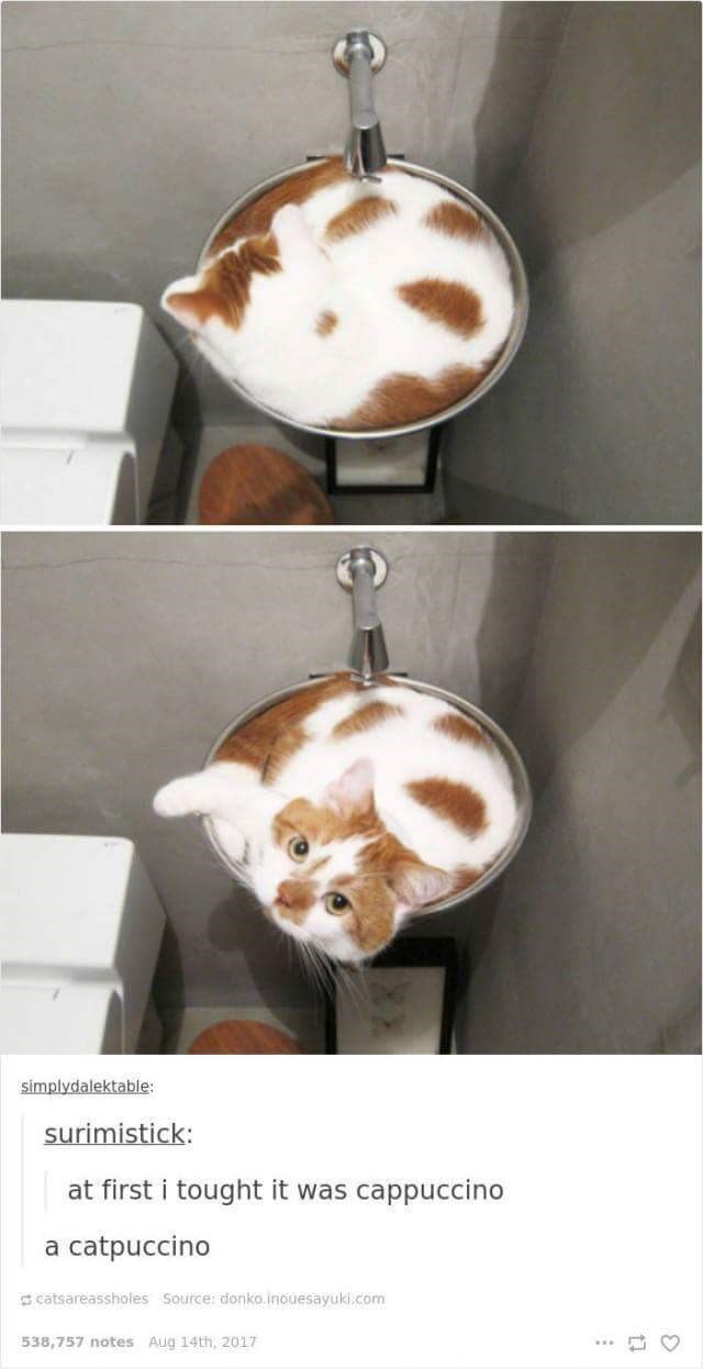 simplydalektable: surimistick: at first i tought it was cappuccino a catpuccino catsareassholes Source: donko.inouesayuki.com 538,757 notes Aug 14th, 2017