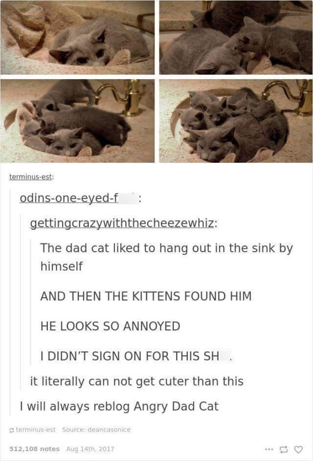 terminus-est: odins-one-eyed-f gettingcrazywiththecheezewhiz: The dad cat liked to hang out in the sink by himself AND THEN THE KITTENS FOUND HIM HE LOOKS SO ANNOYED I DIDN'T SIGN ON FOR THIS SH it literally can not get cuter than this I will always reblog Angry Dad Cat terminus-est Source: deancasonice 512,108 notes Aug 14th, 2017 17