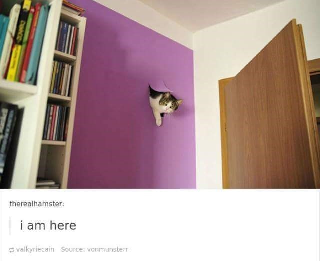 EE DUNCO therealhamster: i am here valkyriecain Source: vonmunsterr