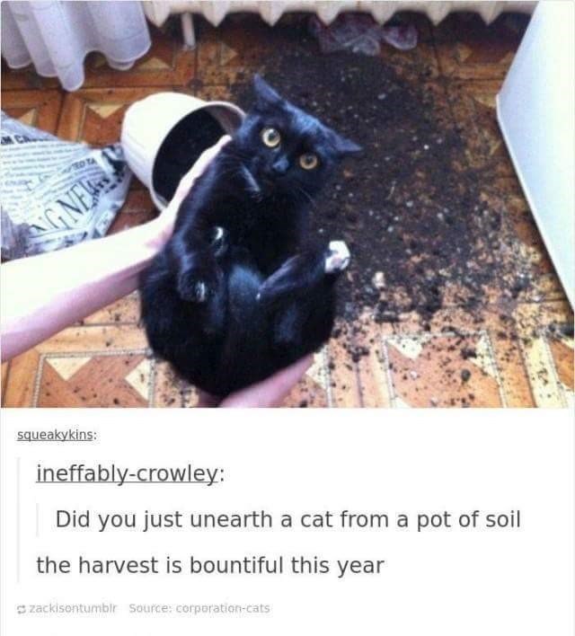 NGNE squeakykins: ineffably-crowley: Did you just unearth a cat from a pot of soil the harvest is bountiful this year zackisontumblr Source: corporation-cats
