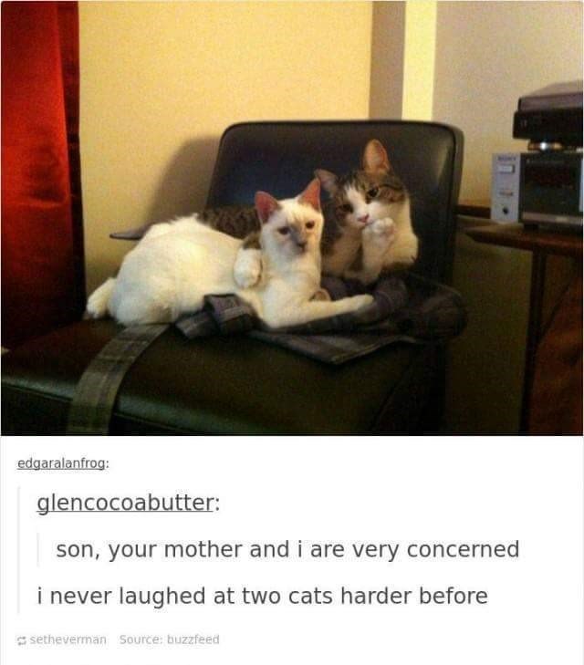 edgaralanfrog: glencocoabutter: son, your mother and i are very concerned i never laughed at two cats harder before setheverman Source: buzzfeed
