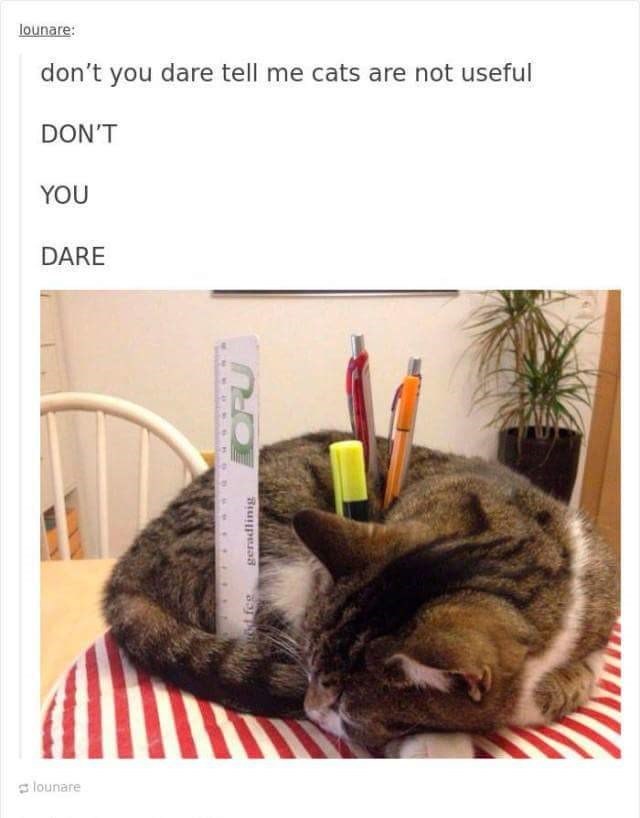 lounare lounare: don't you dare tell me cats are not useful DON'T YOU DARE od feg geradlinig ORU