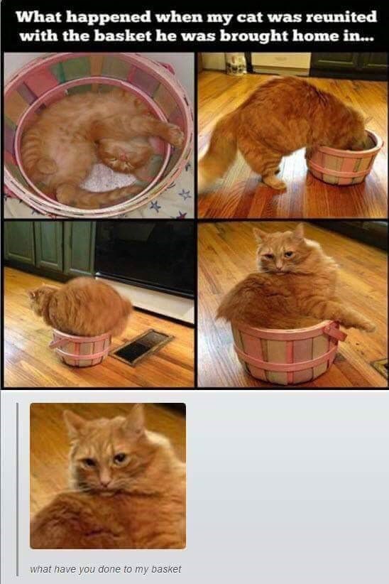 What happened when my cat was reunited with the basket he was brought home in... what have you done to my basket