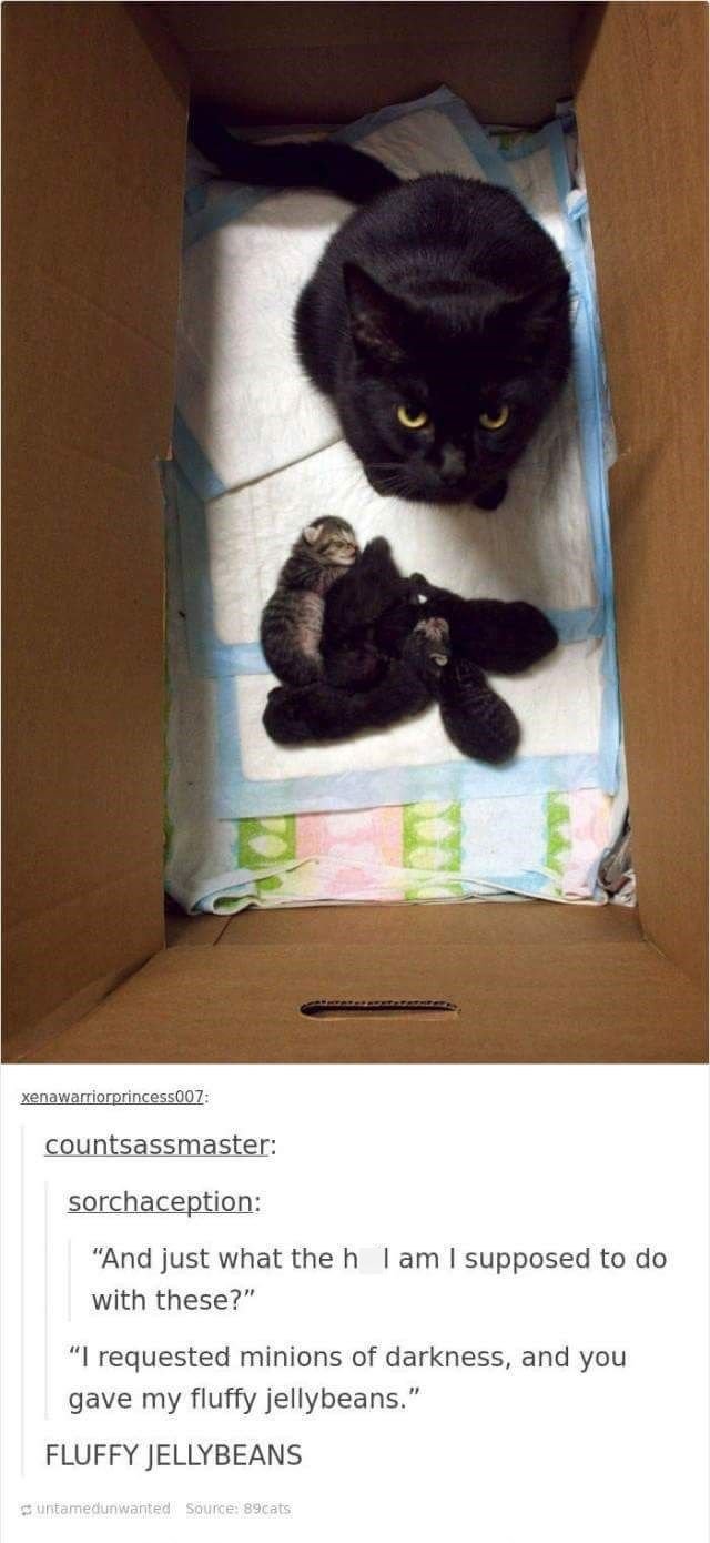 xenawarriorprincess007: countsassmaster: sorchaception: "And just what the h I am I supposed to do with these?" "I requested minions of darkness, and you gave my fluffy jellybeans." FLUFFY JELLYBEANS untamedunwanted Source: 89cats