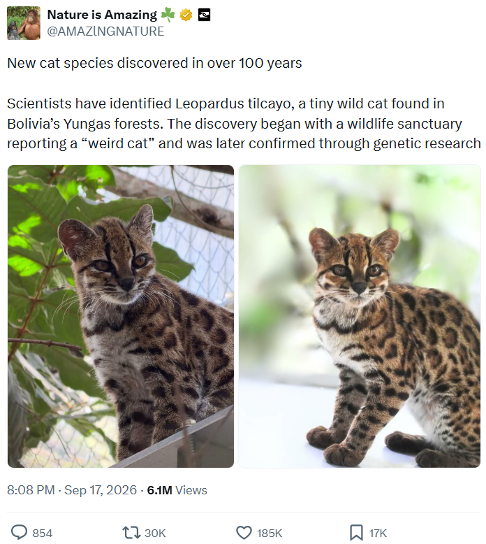 Nature is Amazing @AMAZINGNATURE New cat species discovered in over 100 years Scientists have identified Leopardus tilcayo, a tiny wild cat found in Bolivia's Yungas forests. The discovery began with a wildlife sanctuary reporting a "weird cat" and was later confirmed through genetic research 8:08 PM - Sep 17, 2026 - 6.1M Views 854 130K 185K ☐ 17K