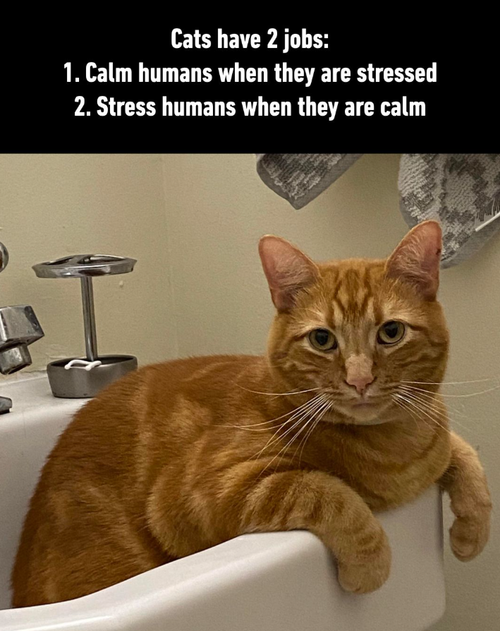 Cats have 2 jobs: 1. Calm humans when they are stressed 2. Stress humans when they are calm T