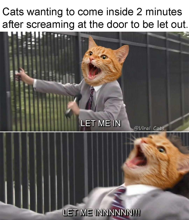 Cats wanting to come inside 2 minutes after screaming at the door to be let out. LET ME IN @Viral Cats LET ME INNNNNN!!!
