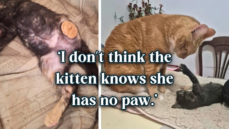 I don't think the kitten knows she has no paw.
