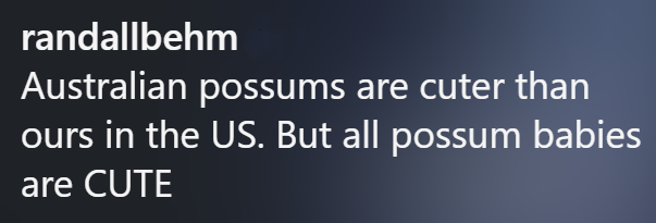 randallbehm Australian possums are cuter than ours in the US. But all possum babies are CUTE