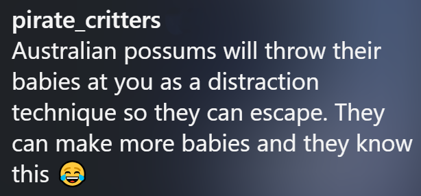 pirate_critters Australian possums will throw their babies at you as a distraction technique so they can escape. They can make more babies and they know this