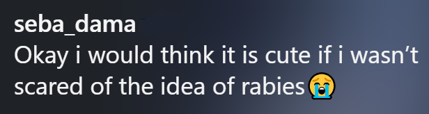 seba_dama Okay i would think it is cute if i wasn't scared of the idea of rabies