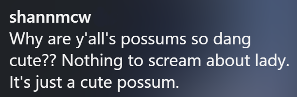 shannmcw Why are y'all's possums so dang cute?? Nothing to scream about lady. It's just a cute possum.