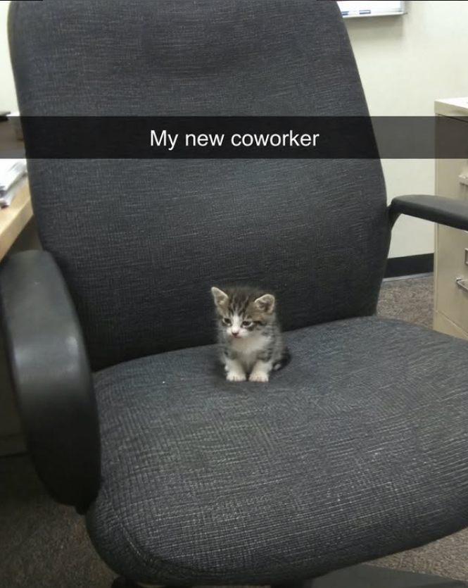 My new coworker