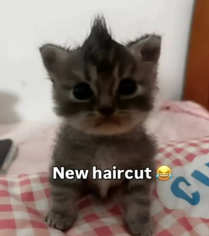New haircut