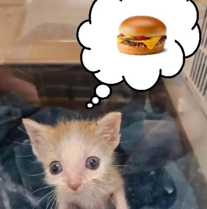 Cheezburger Image 10665651456