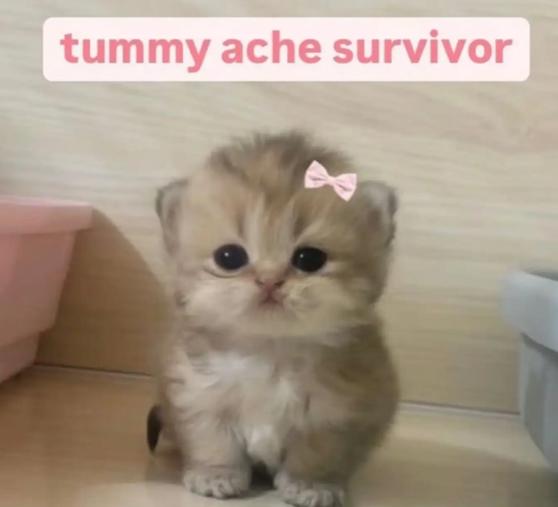 tummy ache survivor