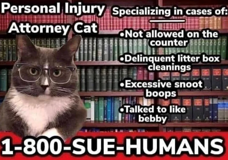 Personal Injury Specializing in cases of: Attorney Cat Not allowed on the counter Delinquent litter box cleanings Excessive snoot boops Talked to like bebby 1-800-SUE-HUMANS