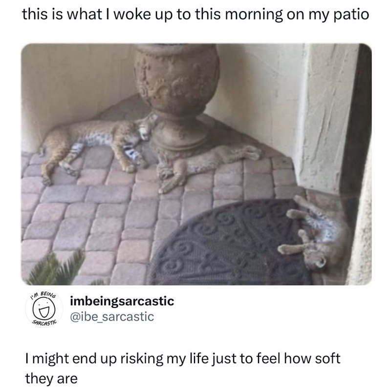 this is what I woke up to this morning on my patio I'M BEING SARCASTIC imbeingsarcastic @ibe_sarcastic I might end up risking my life just to feel how soft they are