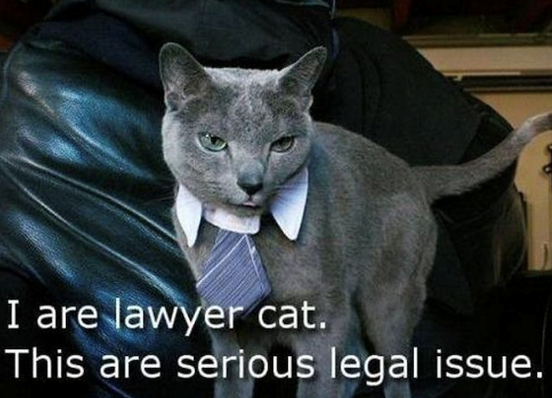 I are lawyer cat. This are serious legal issue.