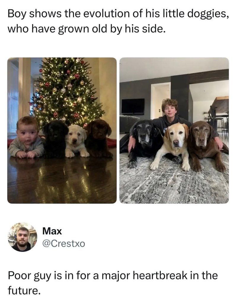 Boy shows the evolution of his little doggies, who have grown old by his side. Max @Crestxo Poor guy is in for a major heartbreak in the future.