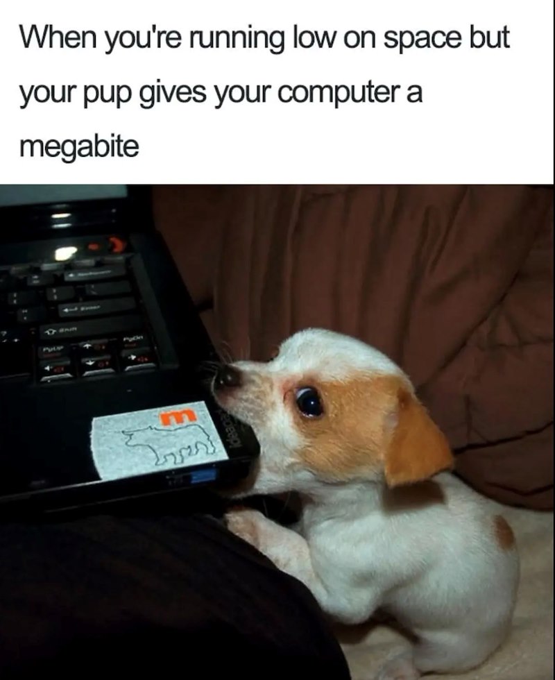 When you're running low on space but your pup gives your computer a megabite