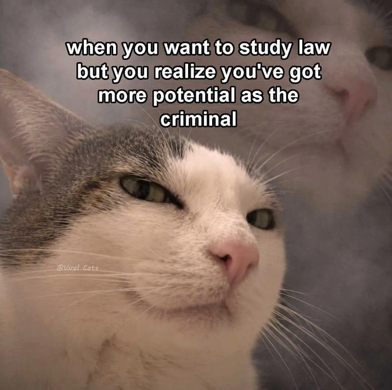 when you want to study law but you realize you've got more potential as the criminal @Viral Cats