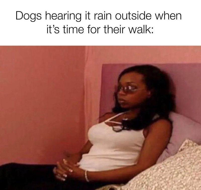 Dogs hearing it rain outside when it's time for their walk: