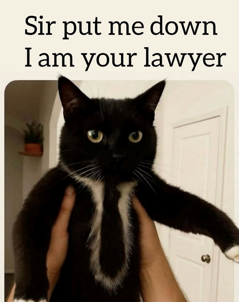 Sir put me down I am your lawyer