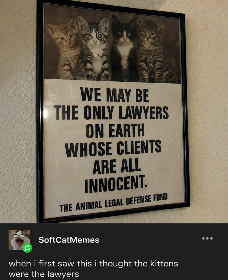 WE MAY BE THE ONLY LAWYERS ON EARTH WHOSE CLIENTS ARE ALL INNOCENT. THE ANIMAL LEGAL DEFENSE FUND SoftCatMemes when i first saw this i thought the kittens were the lawyers