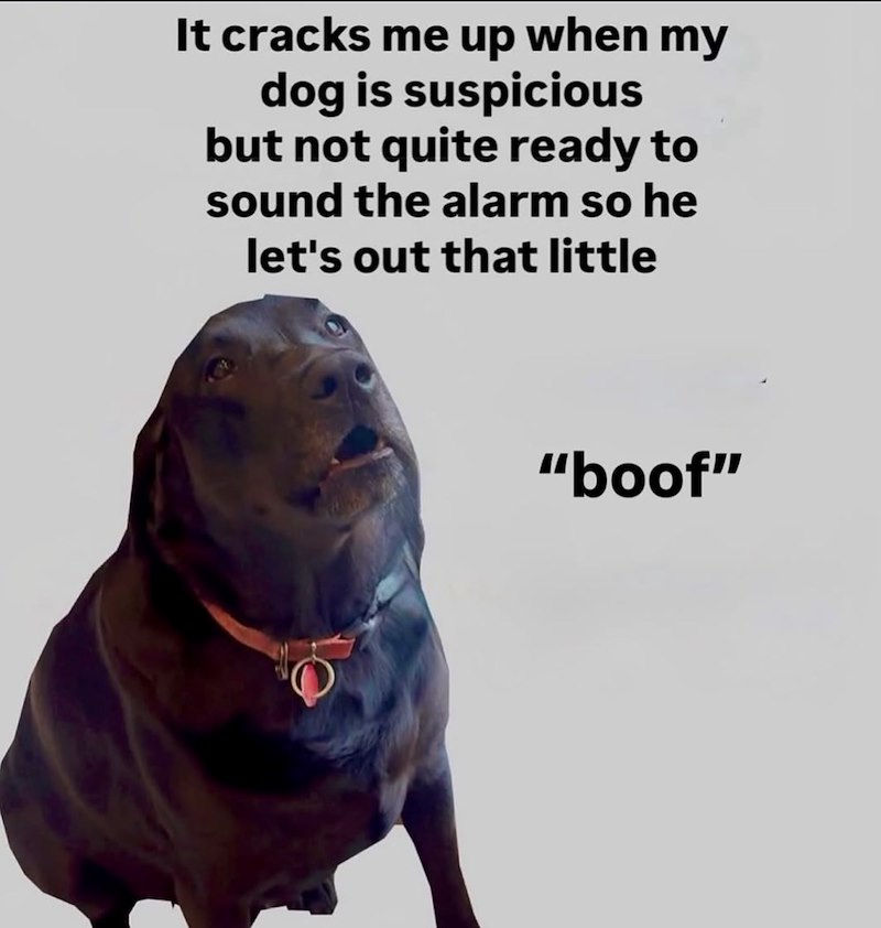 It cracks me up when my dog is suspicious but not quite ready to sound the alarm so he let's out that little "boof"