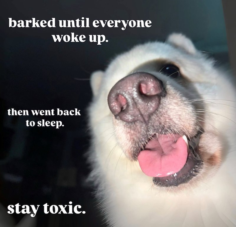 barked until everyone woke up. then went back to sleep. stay toxic.