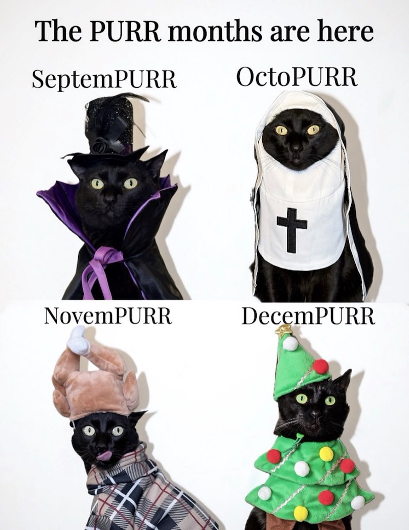 The PURR months are here SeptemPURR OctoPURR + NovemPURR DecemPURR
