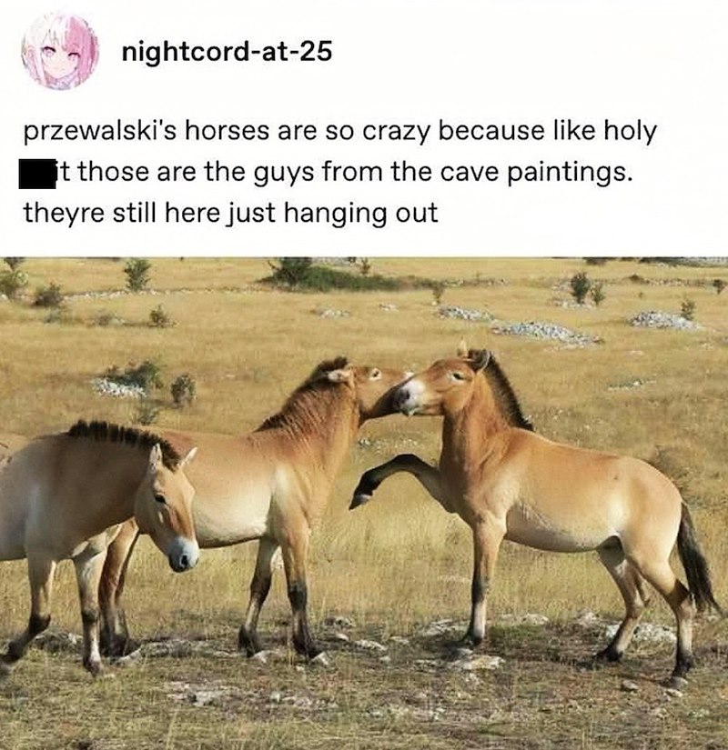 nightcord-at-25 przewalski's horses are so crazy because like holy it those are the guys from the cave paintings. theyre still here just hanging out