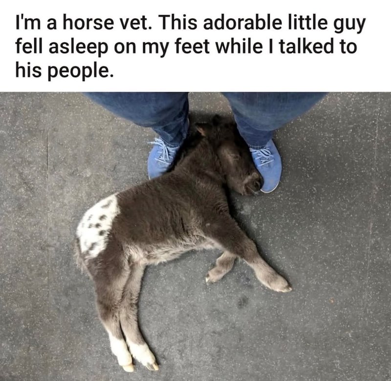 I'm a horse vet. This adorable little guy fell asleep on my feet while I talked to his people.