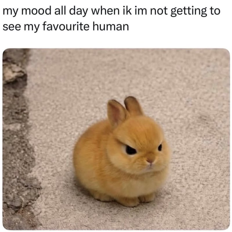 my mood all day when ik im not getting to see my favourite human