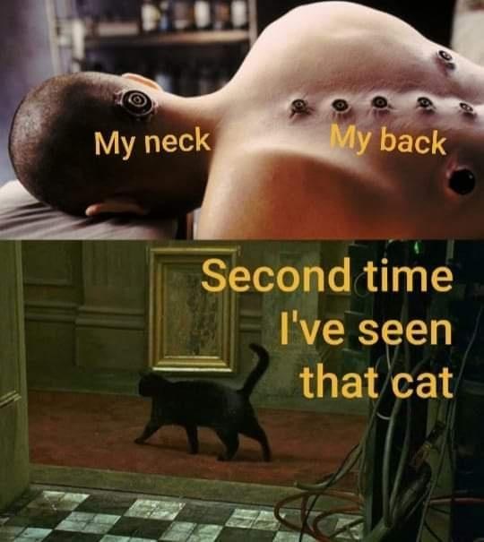 My neck My back Second time I've seen that cat