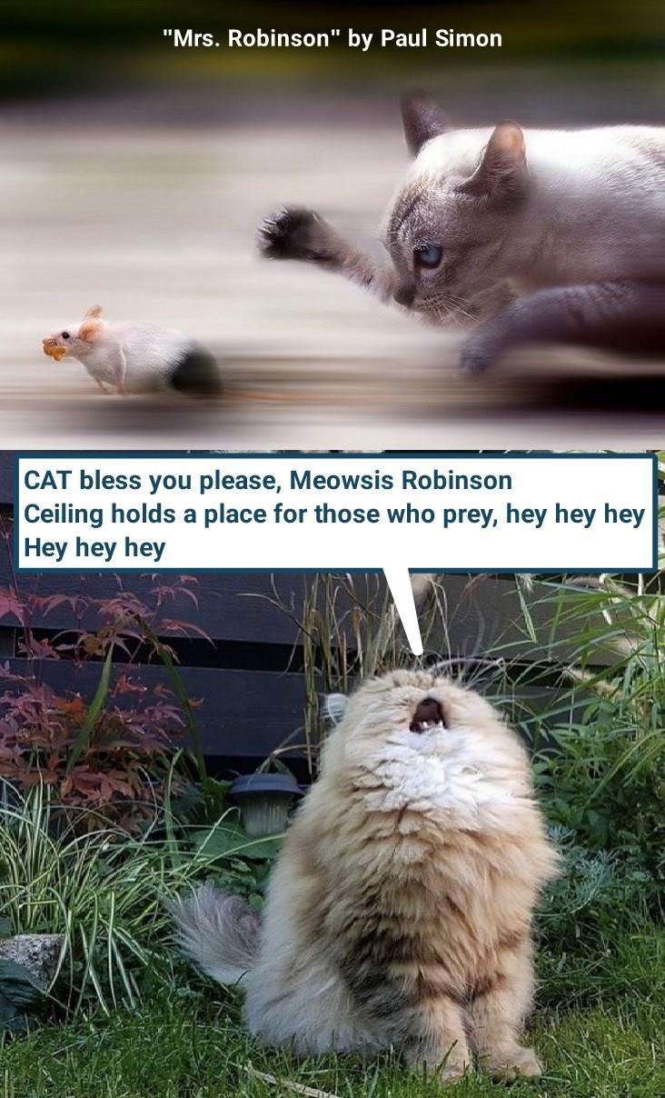 "Mrs. Robinson" by Paul Simon CAT bless you please, Meowsis Robinson Ceiling holds a place for those who prey, hey hey hey Hey hey hey