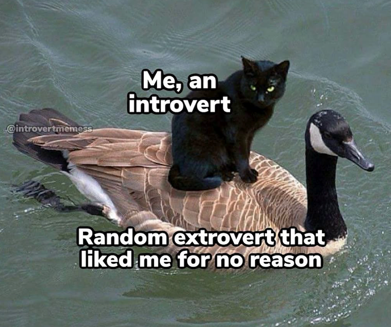 @introvertmemess Me, an introvert Random extrovert that liked me for no reason
