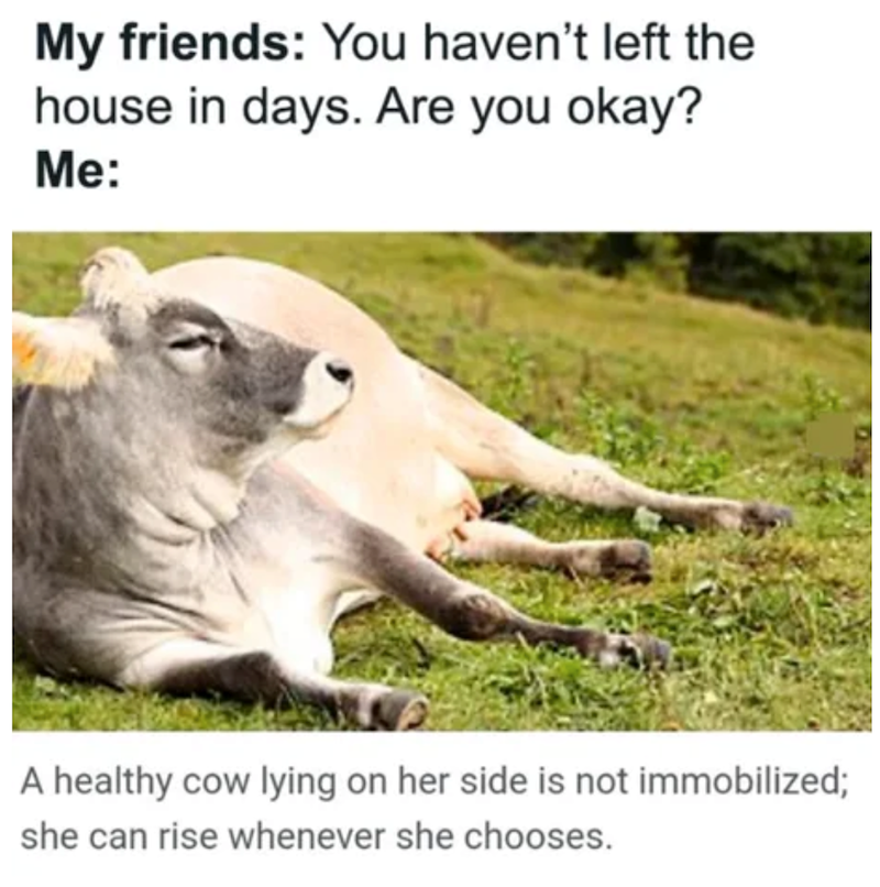 My friends: You haven't left the house in days. Are you okay? Me: A healthy cow lying on her side is not immobilized; she can rise whenever she chooses.