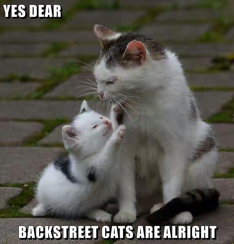YES DEAR BACKSTREET CATS ARE ALRIGHT