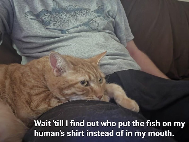 Wait 'till I find out who put the fish on my human's shirt instead of in my mouth.