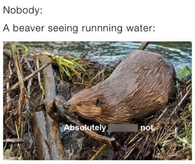 Nobody: A beaver seeing runnning water: Absolutely not