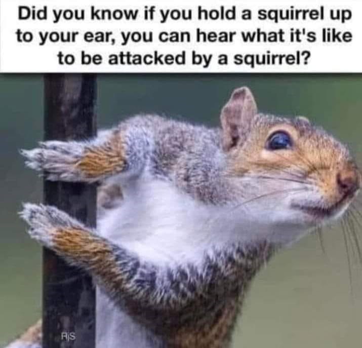 Did you know if you hold a squirrel up to your ear, you can hear what it's like to be attacked by a squirrel? RIS