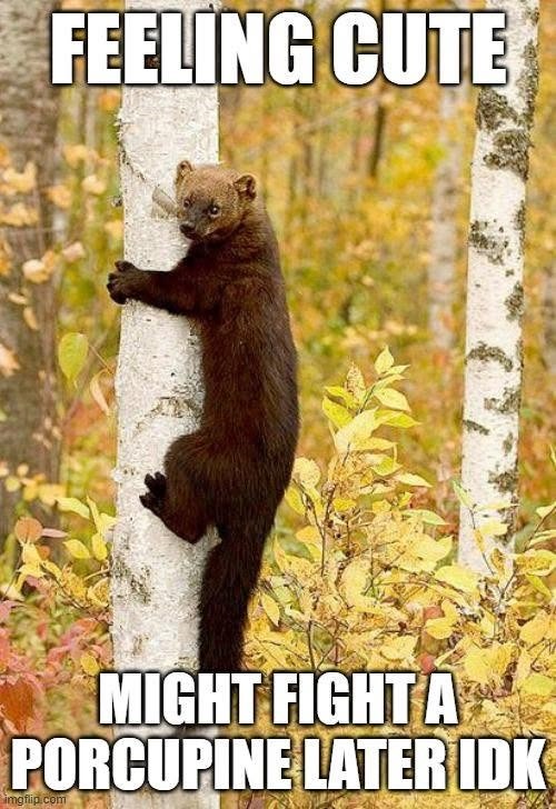 FEELING CUTE MIGHT FIGHT A PORCUPINE LATER IDK imgflip.com