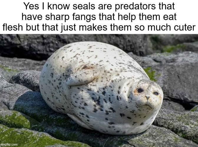 Yes I know seals are predators that have sharp fangs that help them eat flesh but that just makes them so much cuter imgflip.com