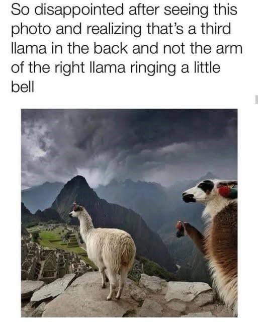 So disappointed after seeing this photo and realizing that's a third llama in the back and not the arm of the right llama ringing a little bell