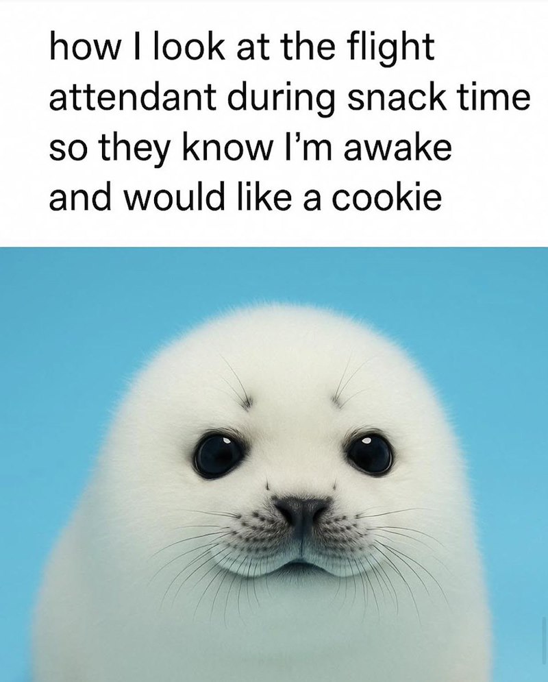 how I look at the flight attendant during snack time so they know I'm awake and would like a cookie