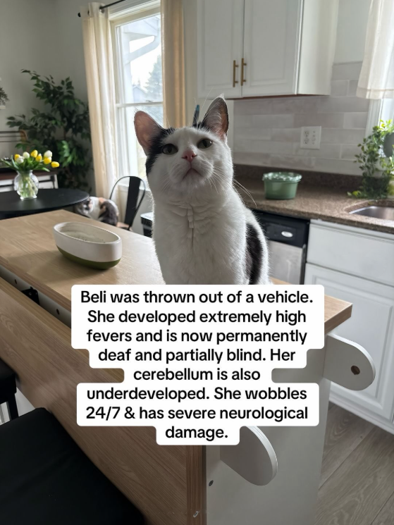 Beli was thrown out of a vehicle. She developed extremely high fevers and is now permanently deaf and partially blind. Her cerebellum is also underdeveloped. She wobbles 24/7 & has severe neurological damage.