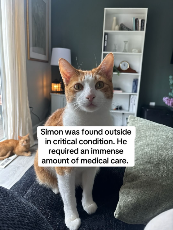 Simon was found outside in critical condition. He required an immense amount of medical care.