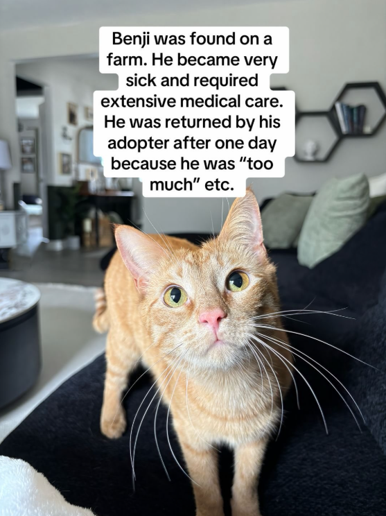 Benji was found on a farm. He became very sick and required extensive medical care. He was returned by his adopter after one day because he was "too much" etc.